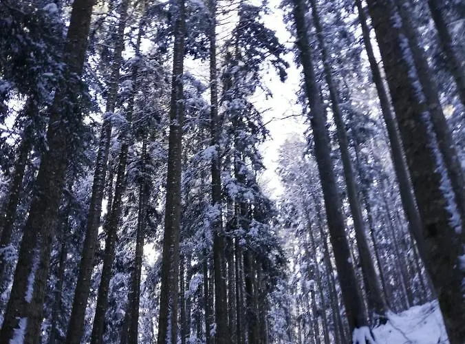 Bristol 3* פיומאלבו